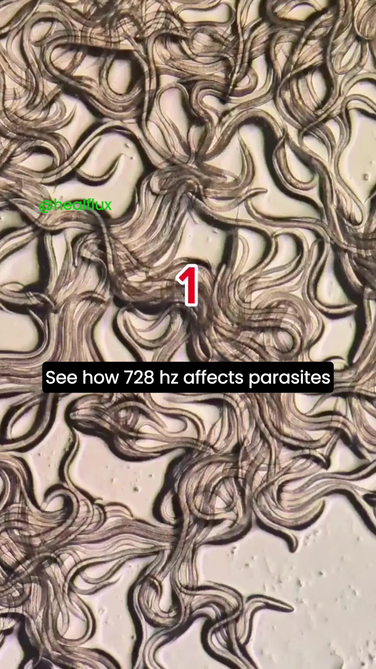 Parasite Cleanse — video preview